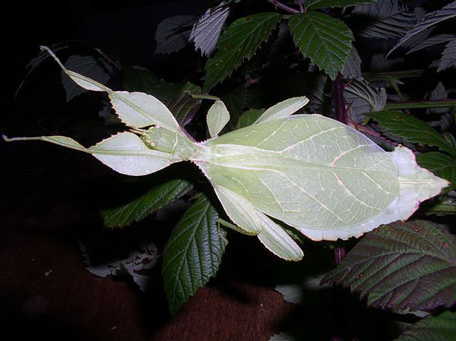 Phyllium sp.(Filipny)