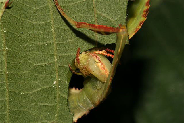 Phyllium sp.(Filipny)
