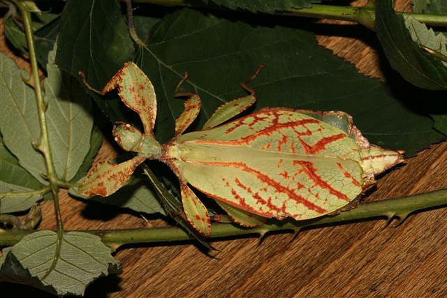 Phyllium sp.(Filipny)