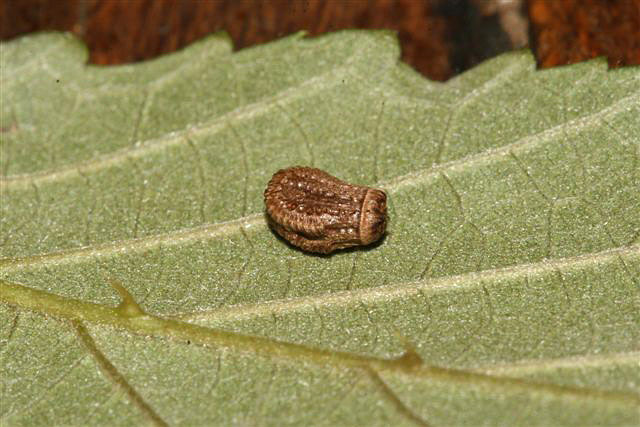 Phyllium sp.(Filipny)
