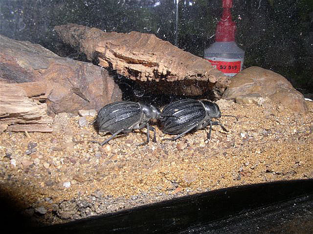 Pimelia sp.