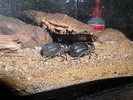 Pimelia sp.