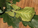 Phyllium sp.(Indonzie)