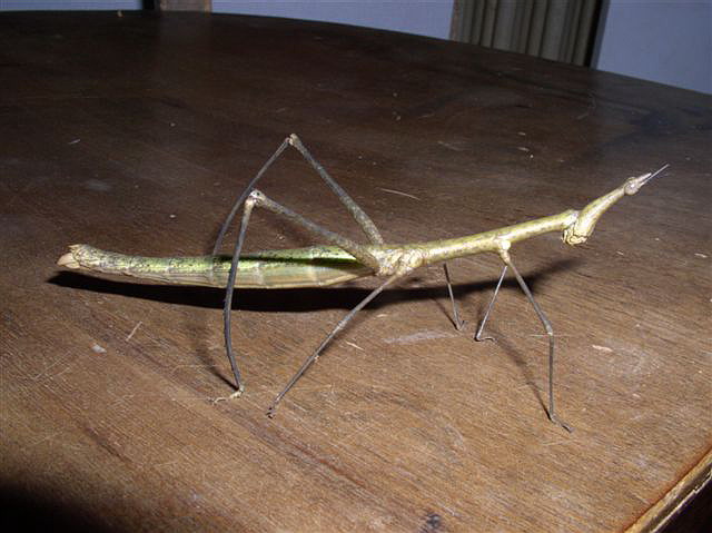 Proscopia sp.