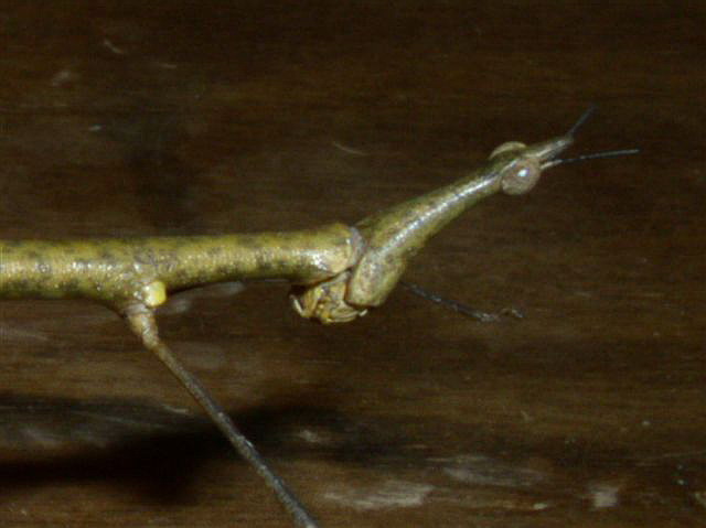 Proscopia sp.