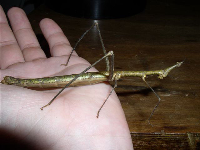 Proscopia sp.