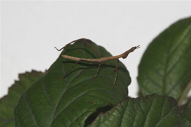 Proscopia sp.