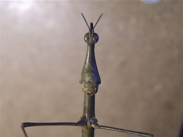Proscopia sp.