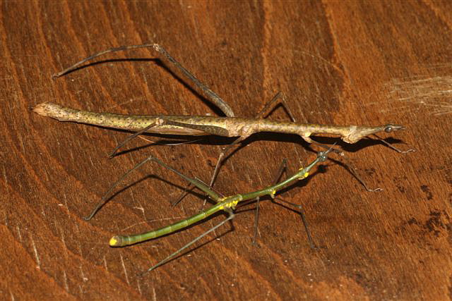 Proscopia sp.