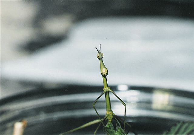 Proscopia sp.