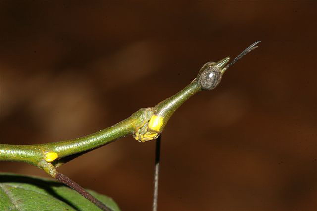 Proscopia sp.