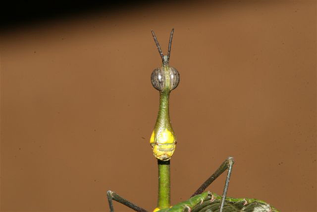 Proscopia sp.