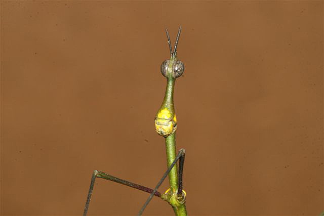 Proscopia sp.