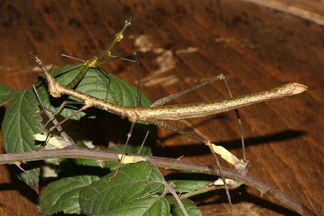 Proscopia sp.