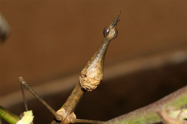 Proscopia sp.