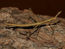 Proscopia scabra