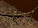 Pseudoproscopia latitorstris