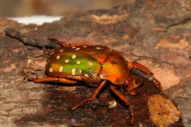Stephanorrhina princeps