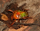 Stephanorrhina princeps