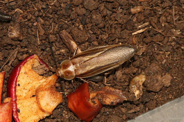 Schultesia lampiridiformis