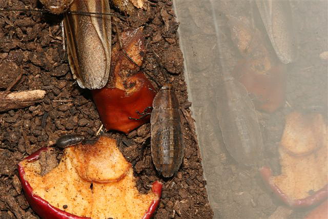 Schultesia lampiridiformis