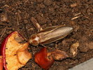 Schultesia lampiridiformis