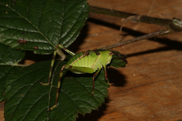 Stipnochlora couloniana