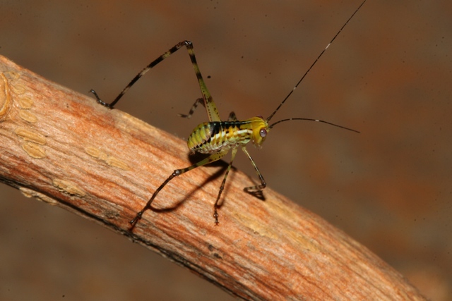 Stipnochlora couloniana
