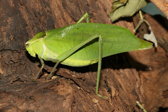 Stipnochlora couloniana