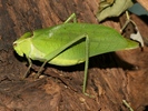 Stipnochlora couloniana