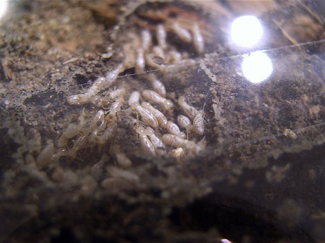 Reticulitermes banyulensis