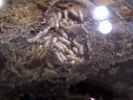 Reticulitermes banyulensis