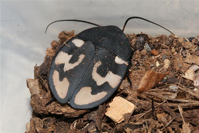 Therea olegrandjeani