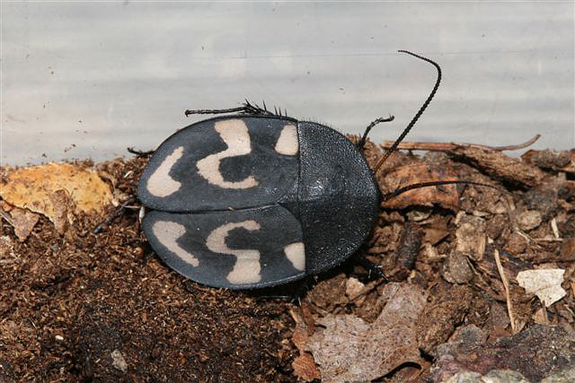 Therea olegrandjeani