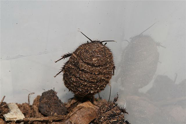 Therea olegrandjeani