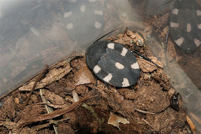 Therea petiveriana