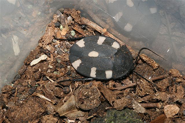 Therea petiveriana