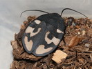 Therea olegrandjeani