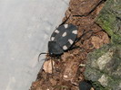 Therea petiveriana