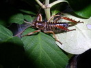 Weta sp.(Nov Zland)