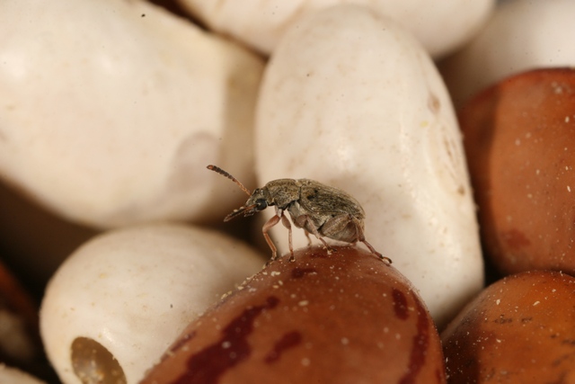 Acanthoscelides obsoletus