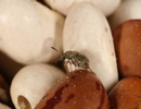 Acanthoscelides obtectus