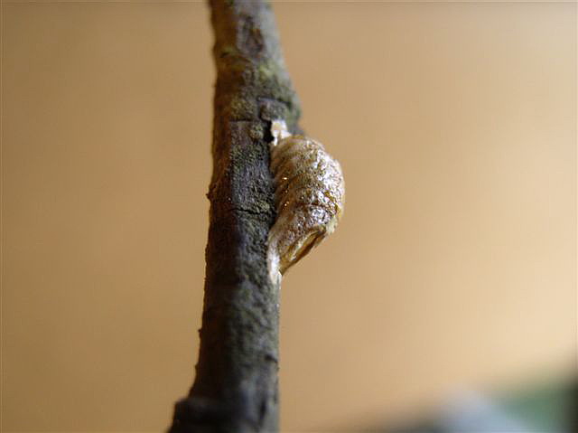 Oot�ka-Acromantis gestri