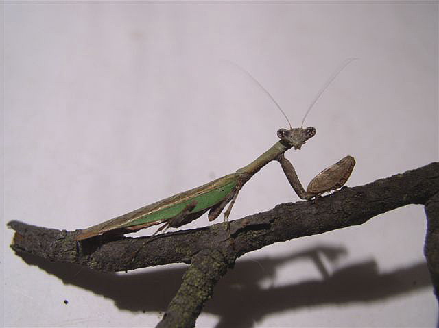 Oot�ka-Acromantis gestri