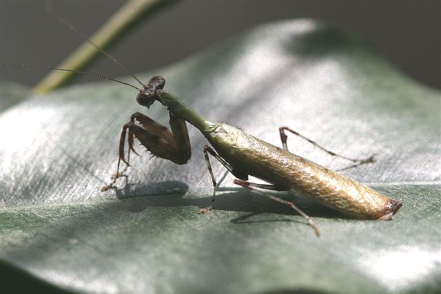 Acromantis sp.(Thajsko)