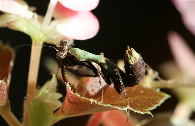 Acromantis sp.(Thajsko)