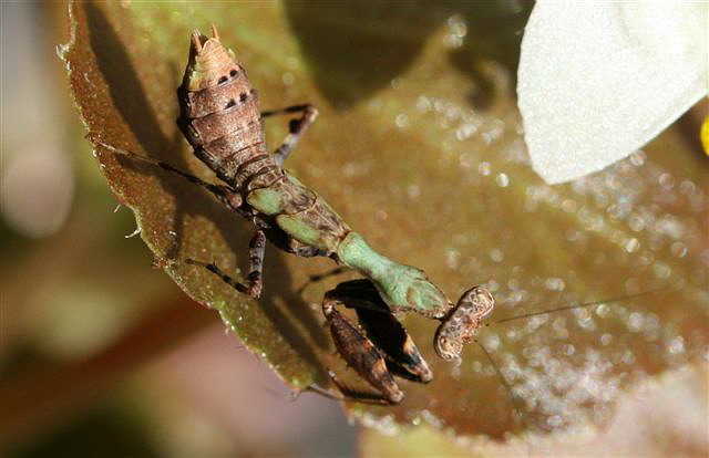 Acromantis sp.(Thajsko)