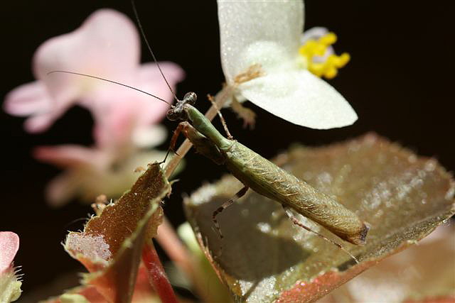 Acromantis sp.(Thajsko)