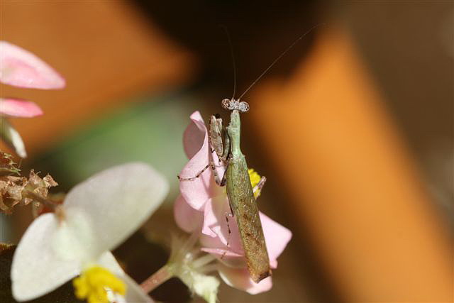 Acromantis sp.(Thajsko)