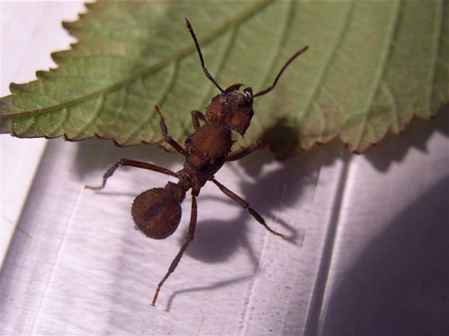 Acromyrmex octospinosus
